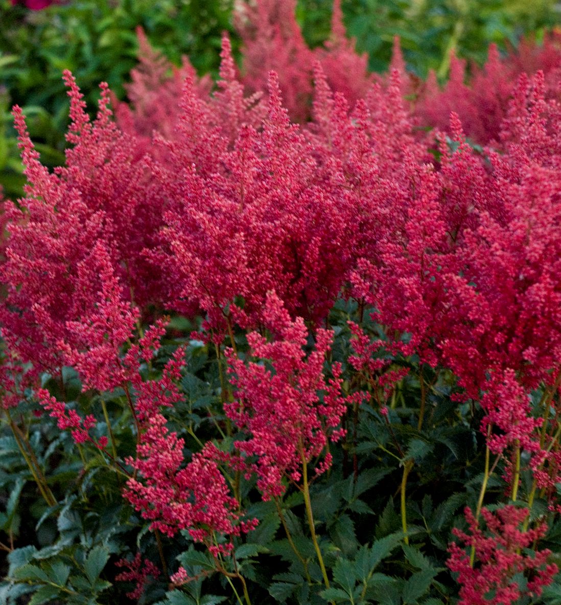 Montgomery Astilbe | Natorp's Online Plant Store
